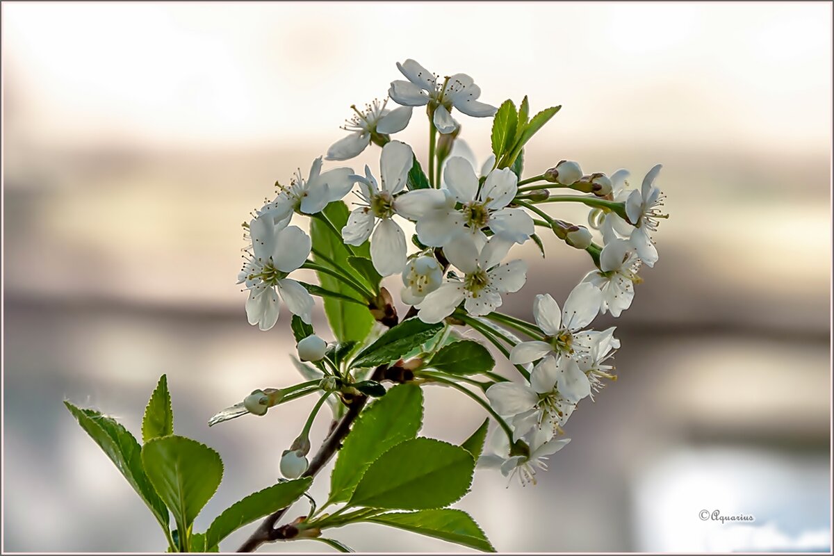 Про май... - Aquarius - Сергей