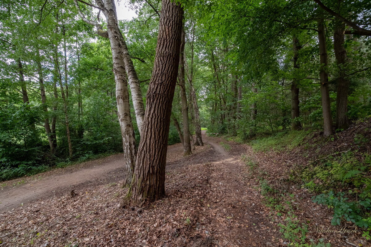 Лесными тропами... - Николай Гирш