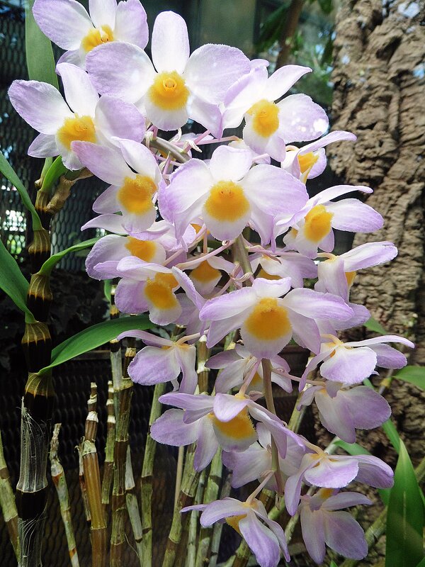 Орхидея Дендробиум - Лидия Бусурина