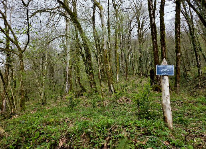 НОВЫЕ ПОСАДКИ САМШИТА - Tata Wolf