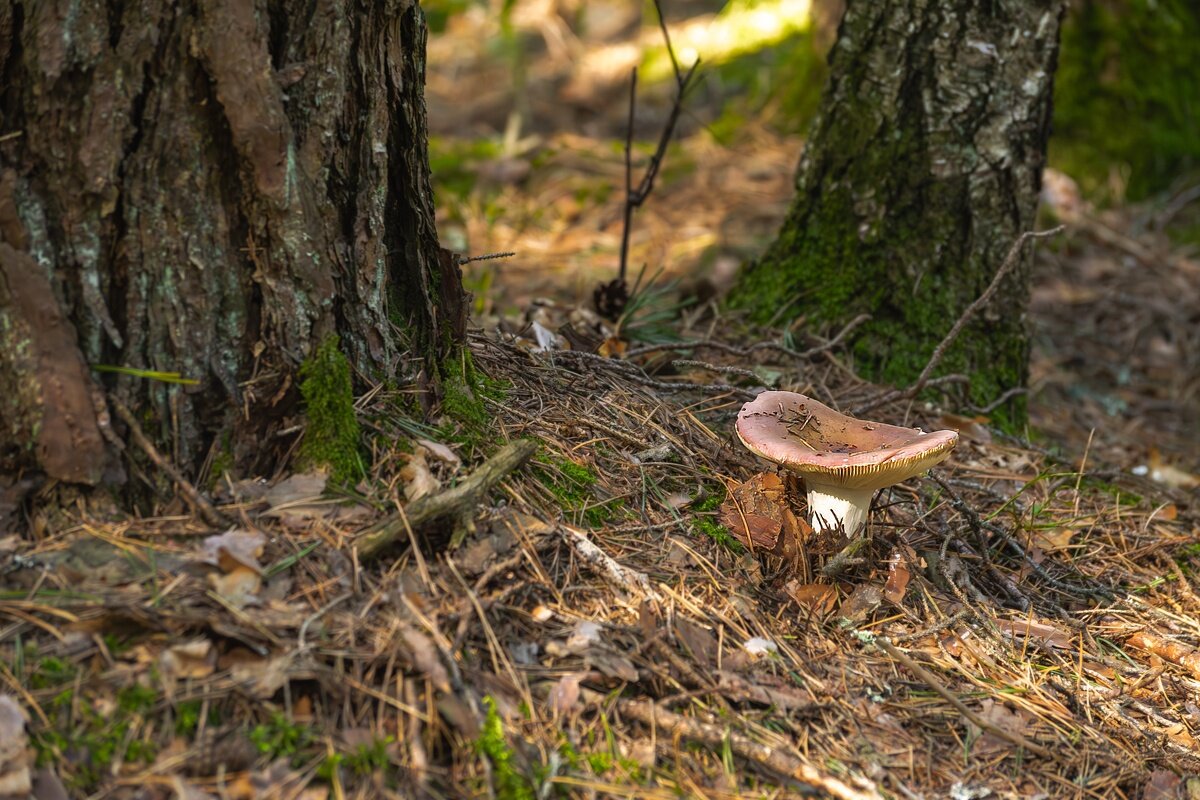 Сыроежка - Игорь Сикорский