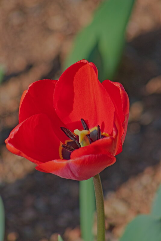 С открытой душой. - Giant Tao /