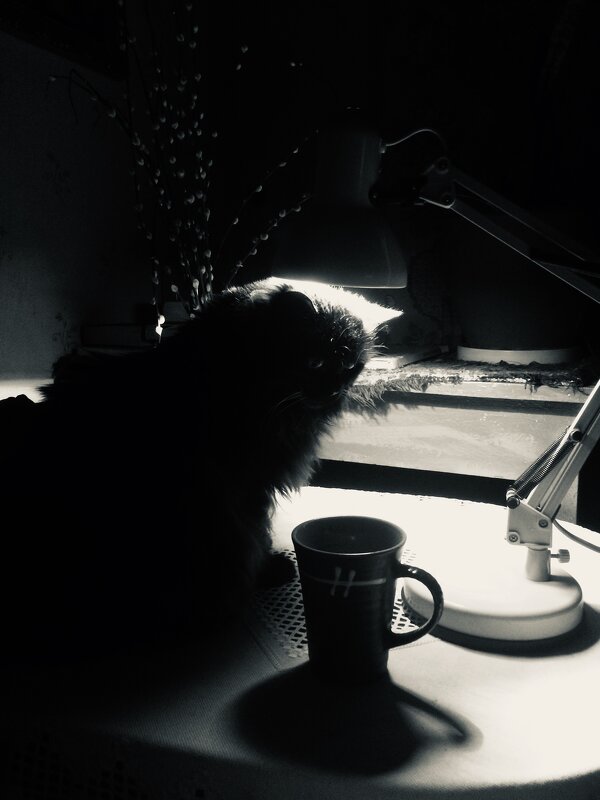 Вербный барон - Maria Rainer Вербный барон - Maria Rainer