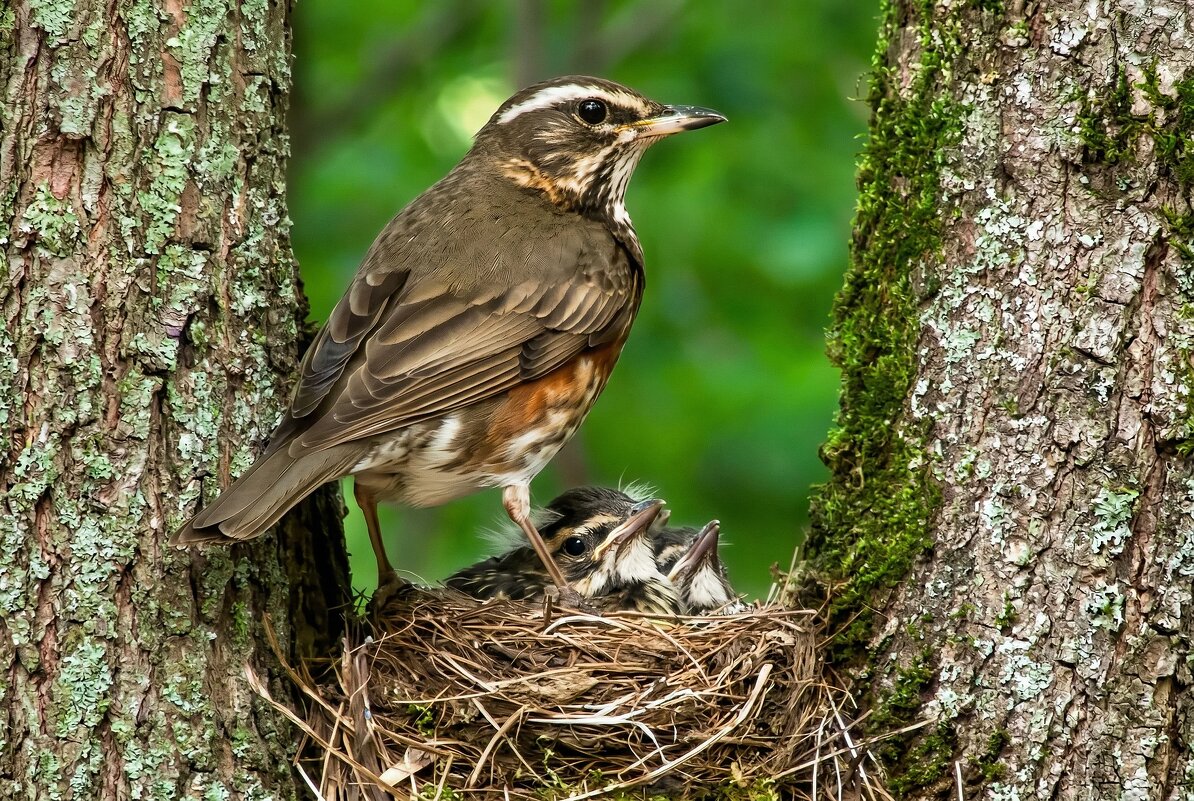 Дрозд-белобровик - Владислав Иопек