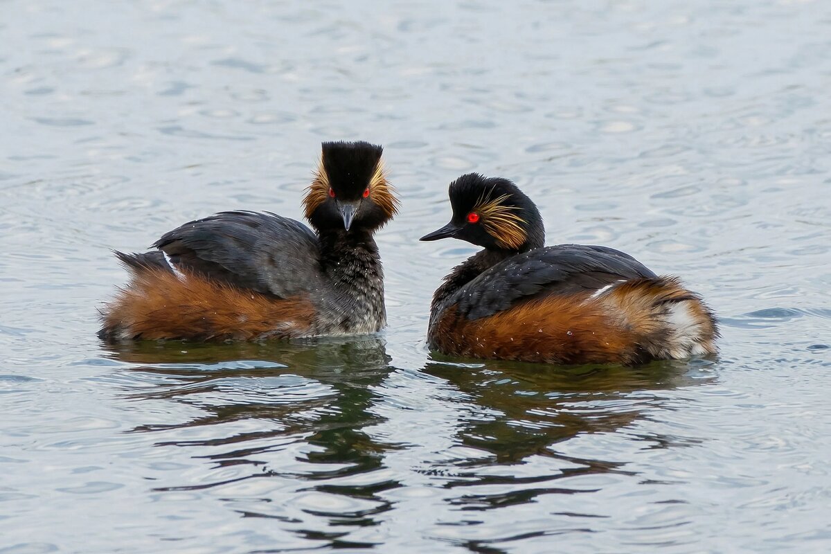 Черношейные поганки - Владислав Иопек