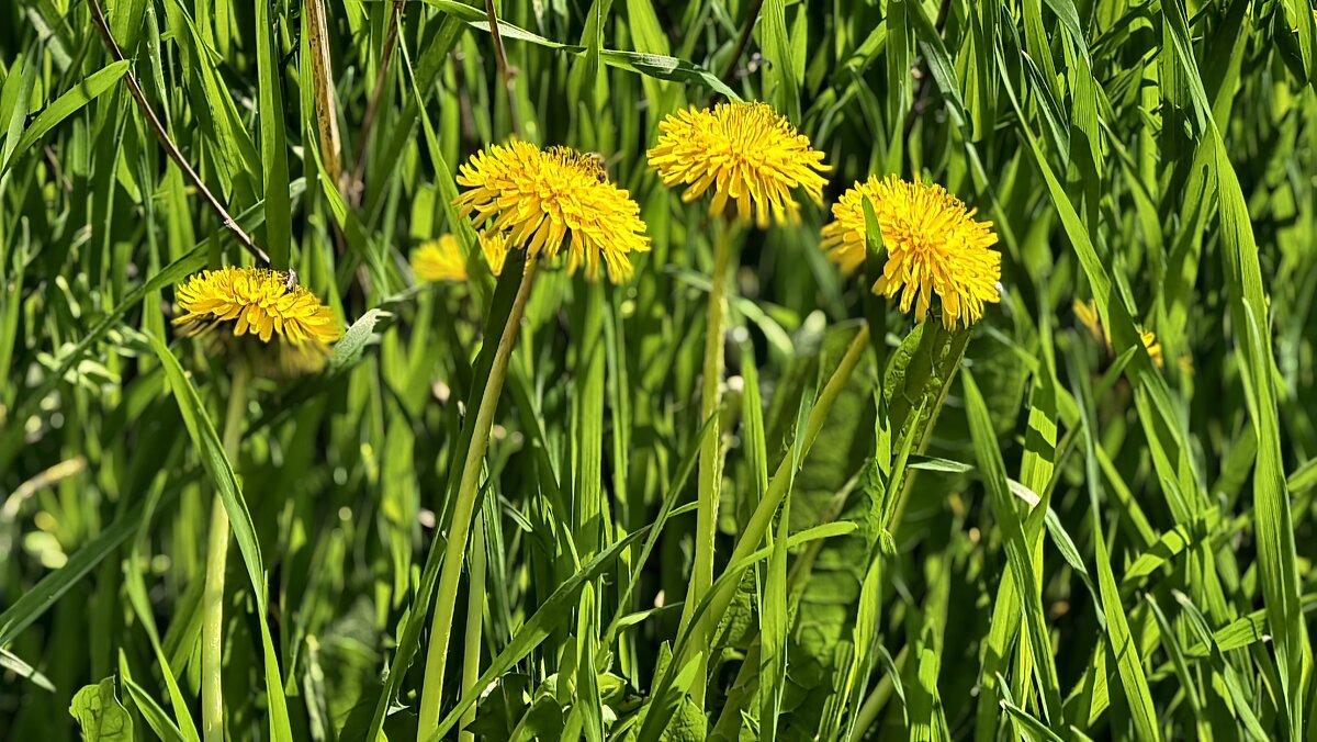 Первые одуванчики - Мариша Тим