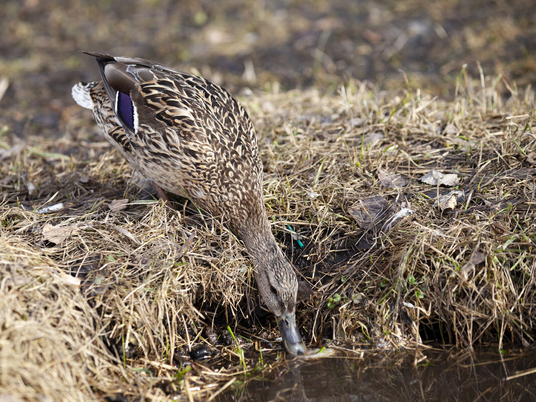 --- - Константин 