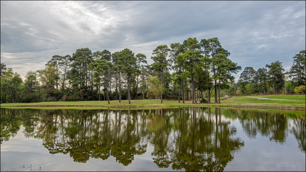 Сосны - **** vedin