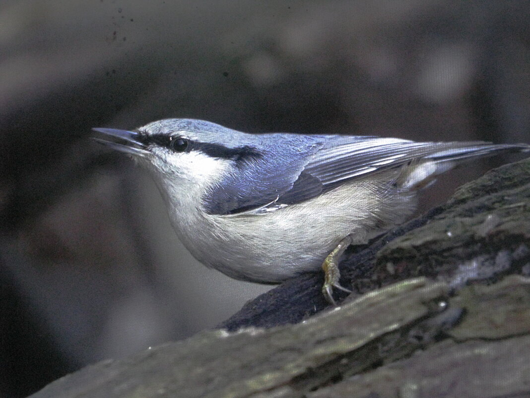 Поползень - Людмила Смородинская