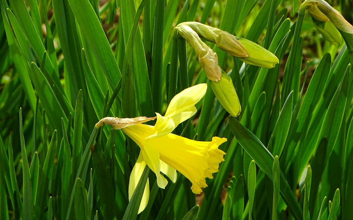 Городские цветы. - Милешкин Владимир Алексеевич 