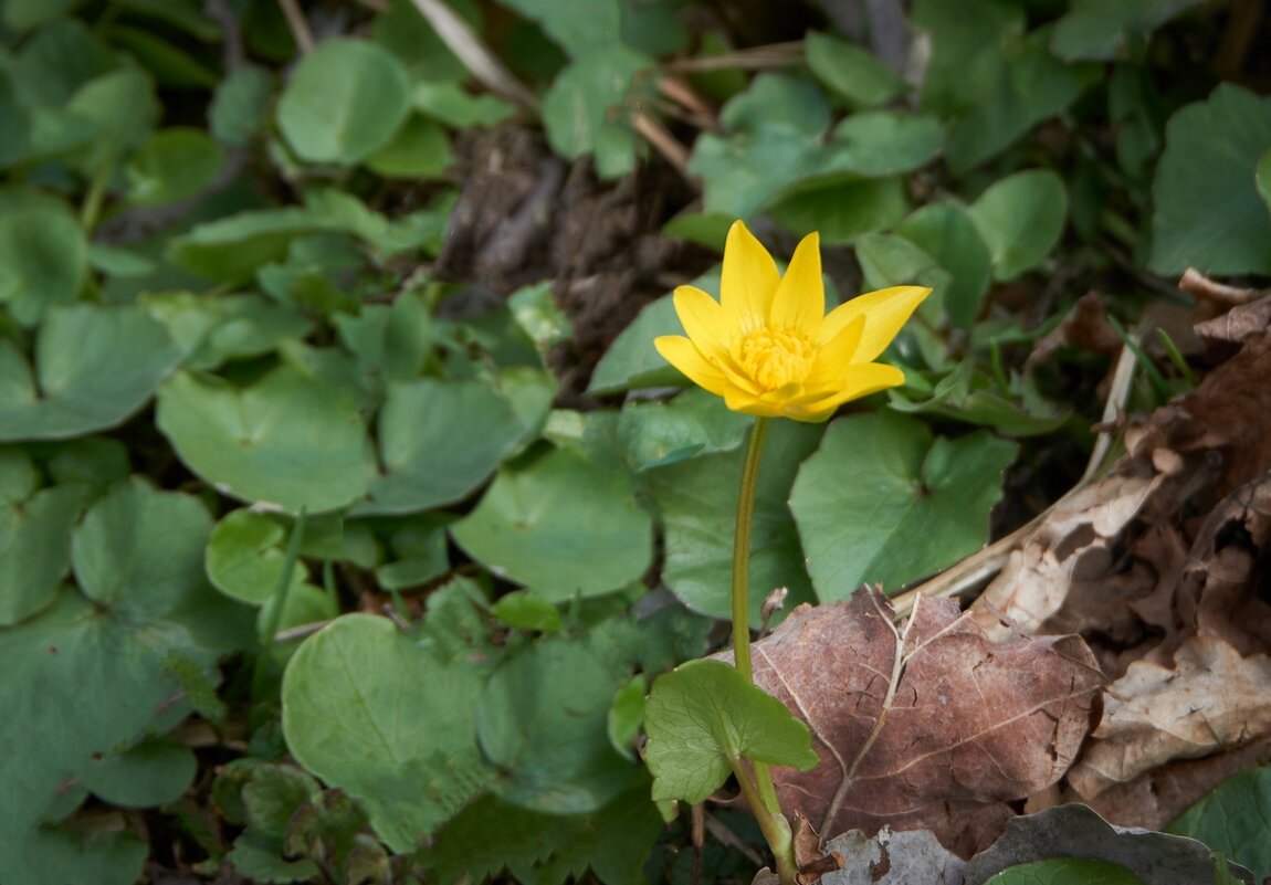 Пробуждение природы ... - Ravile 