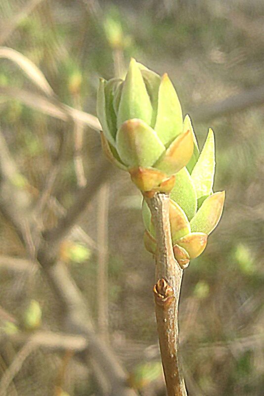 Весеннее - Елена Семигина