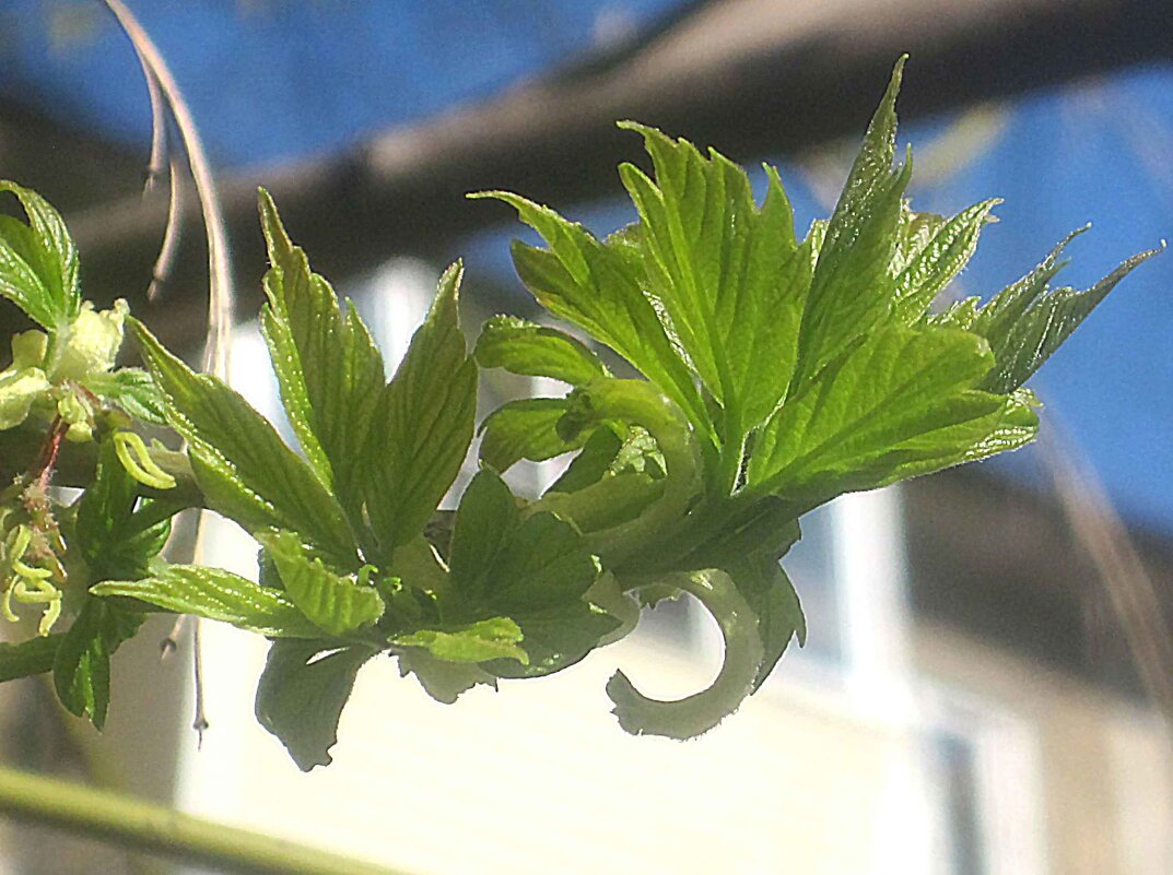 Весна идет... - Елена Семигина