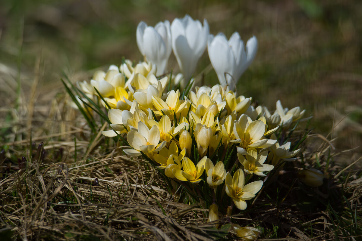 Дачные первоцветы - Sergey (Apg)