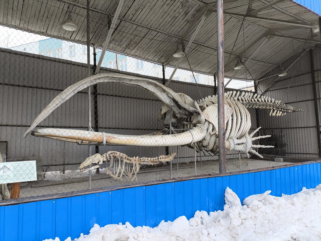 Кит - Anna Ivanova Кит - Anna Ivanova