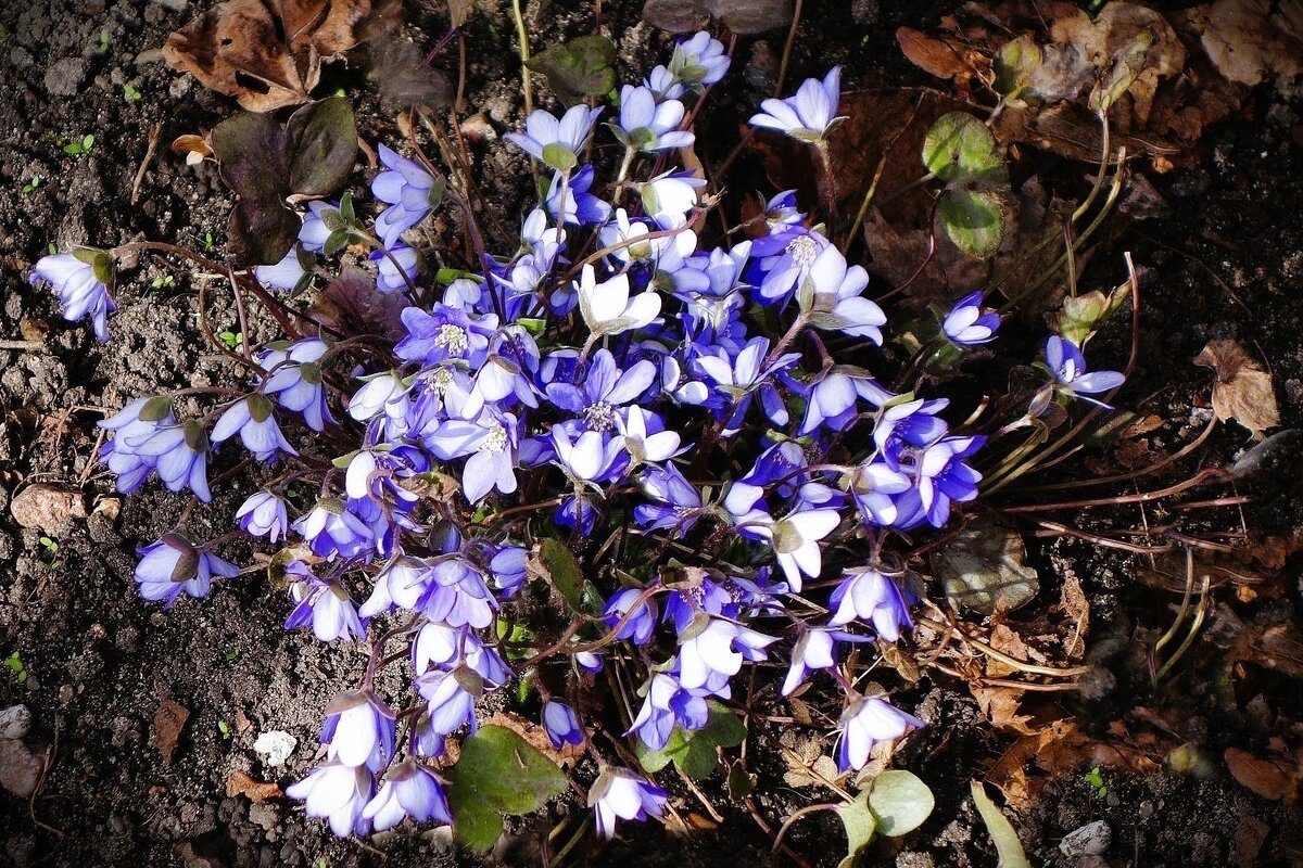 Печеночница - Рита Симонова