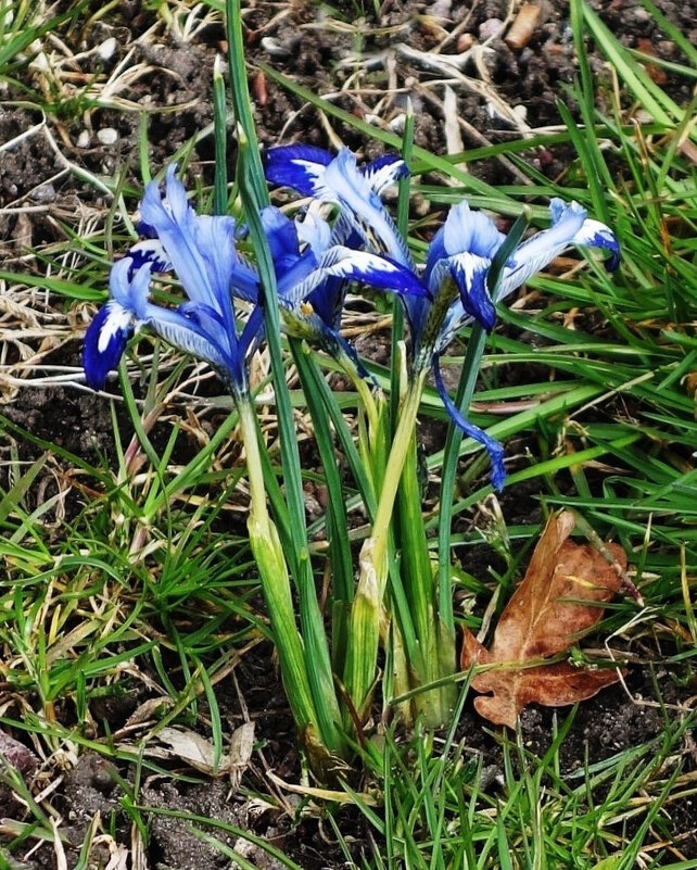 Ирис ложноаировый - Рита Симонова Ирис ложноаировый - Рита Симонова