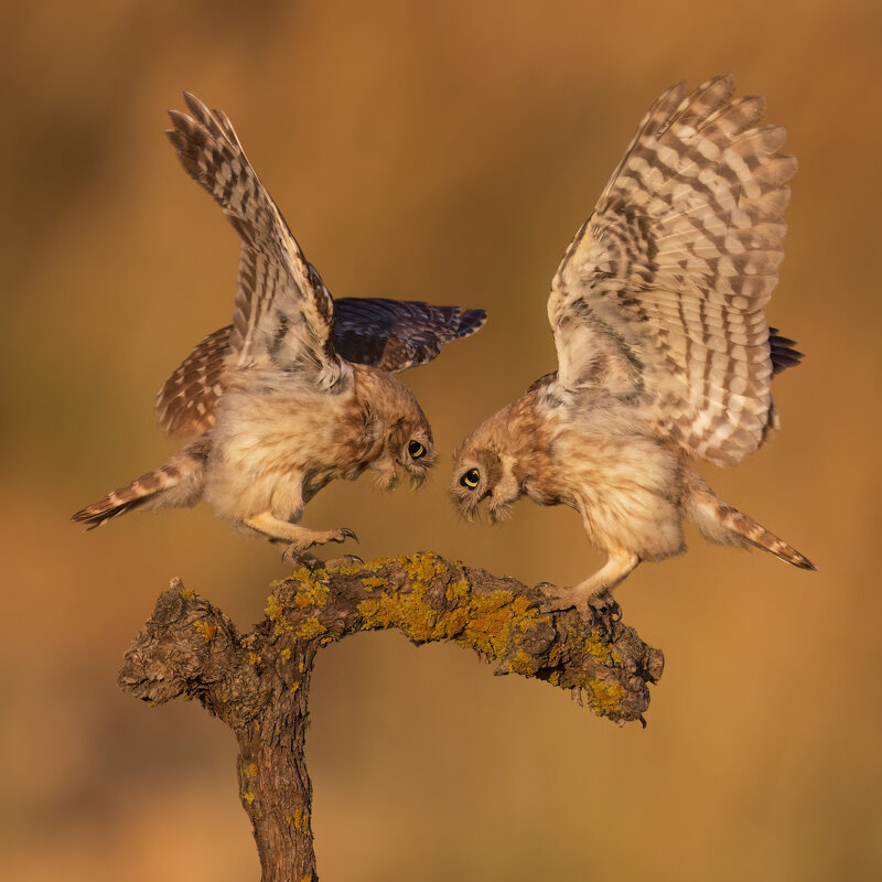 *** - Евгений Фруман