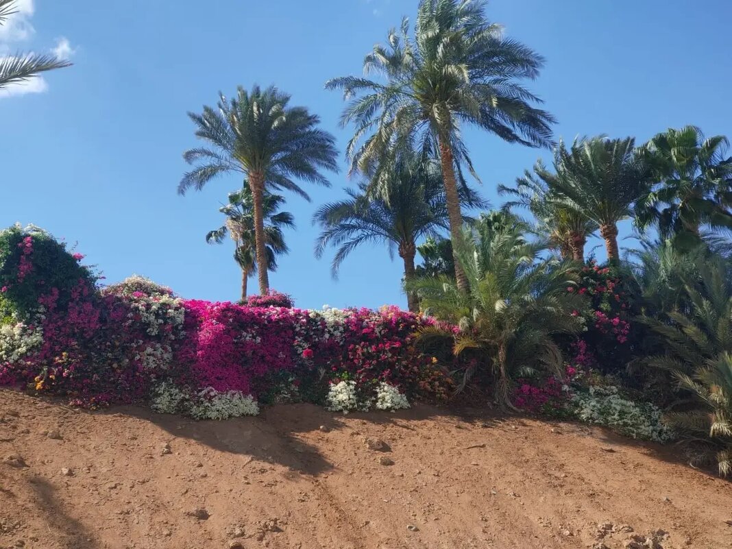 Египет - Ирэн 