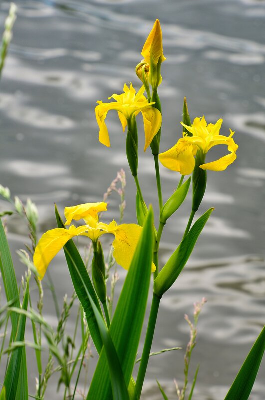 Болотный ирис - Олег 