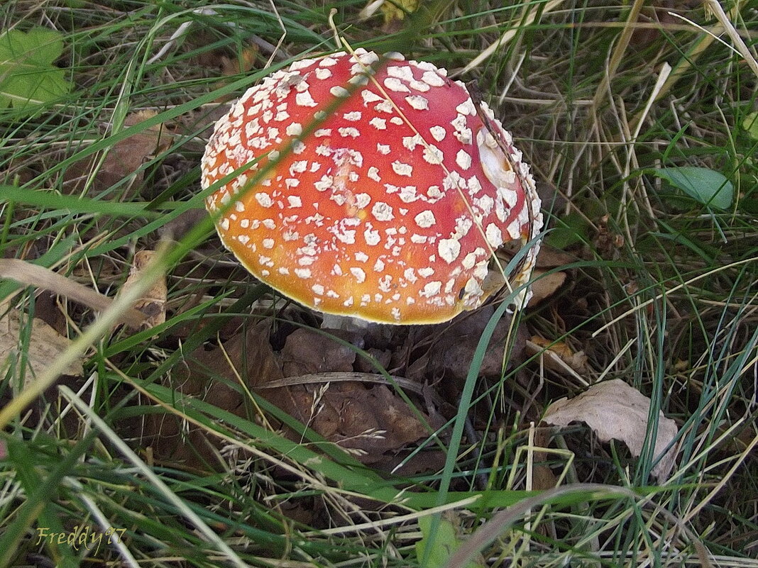 Шляпка - Freddy 97