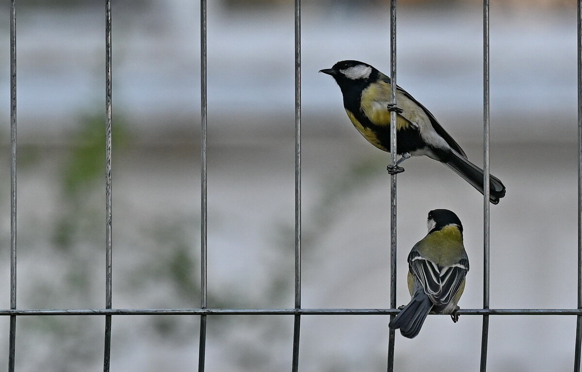 Чем угощать будите...? - Николай Саржанов