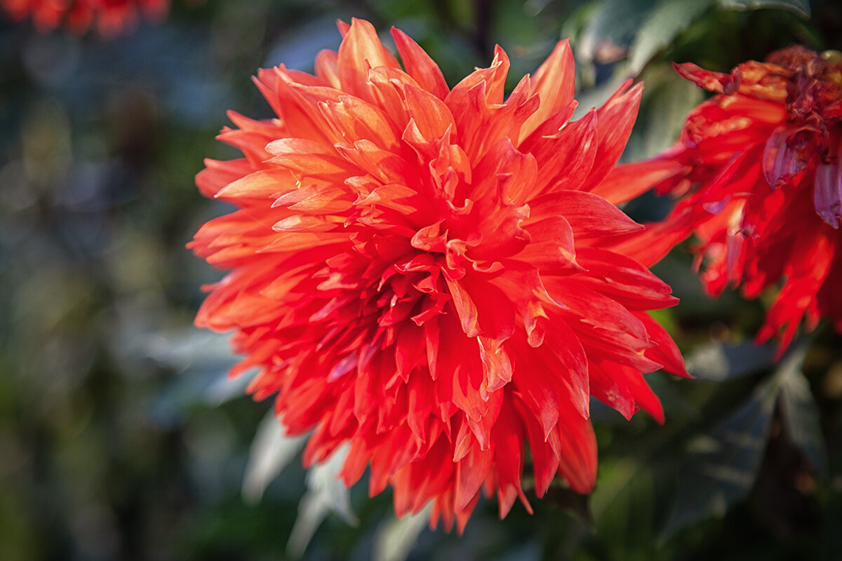 Георгин. - Лилия * Георгин. - Лилия *