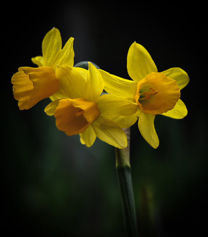 трёхглавый - Aleksandr .