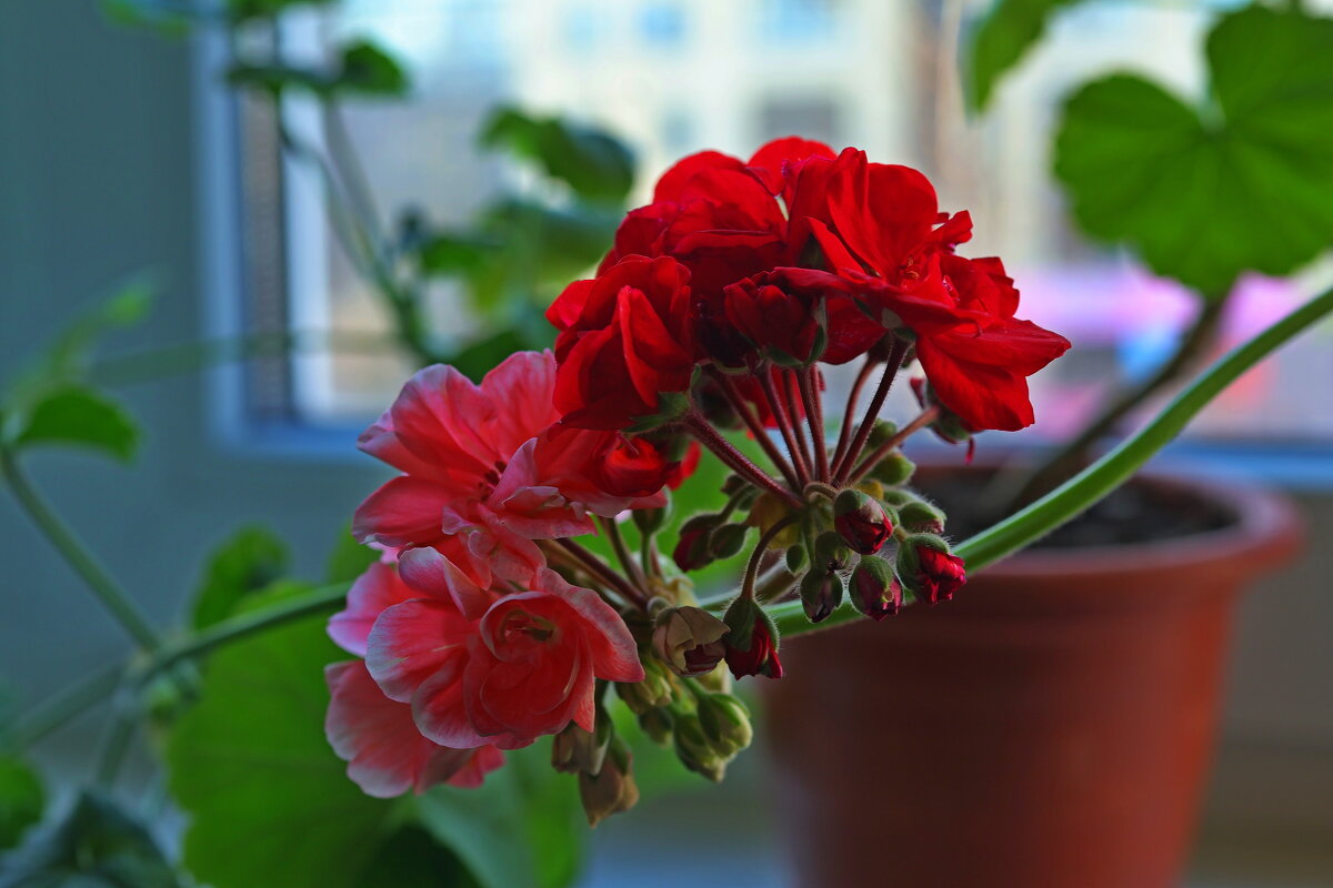 Цветы дома 3 - Александр Ш