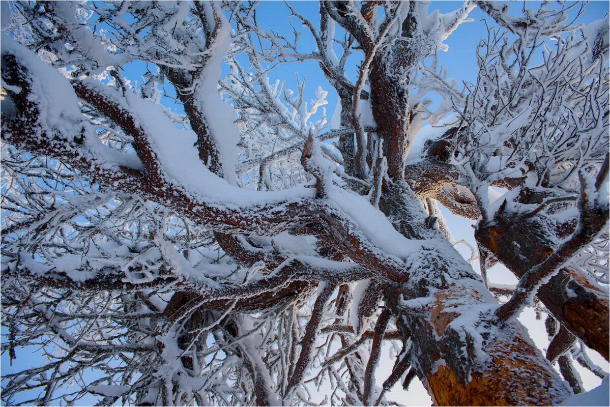 ветви - Александр Лебедев
