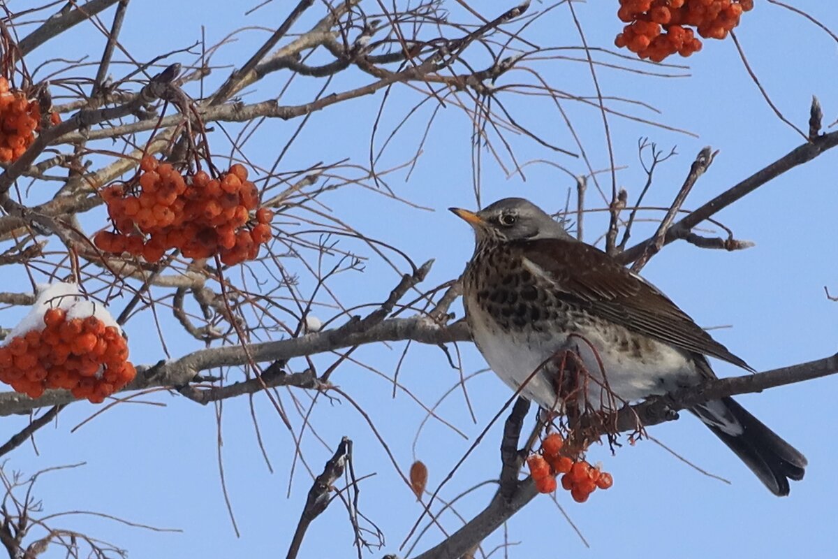 Дрозд - Галина Козлова 