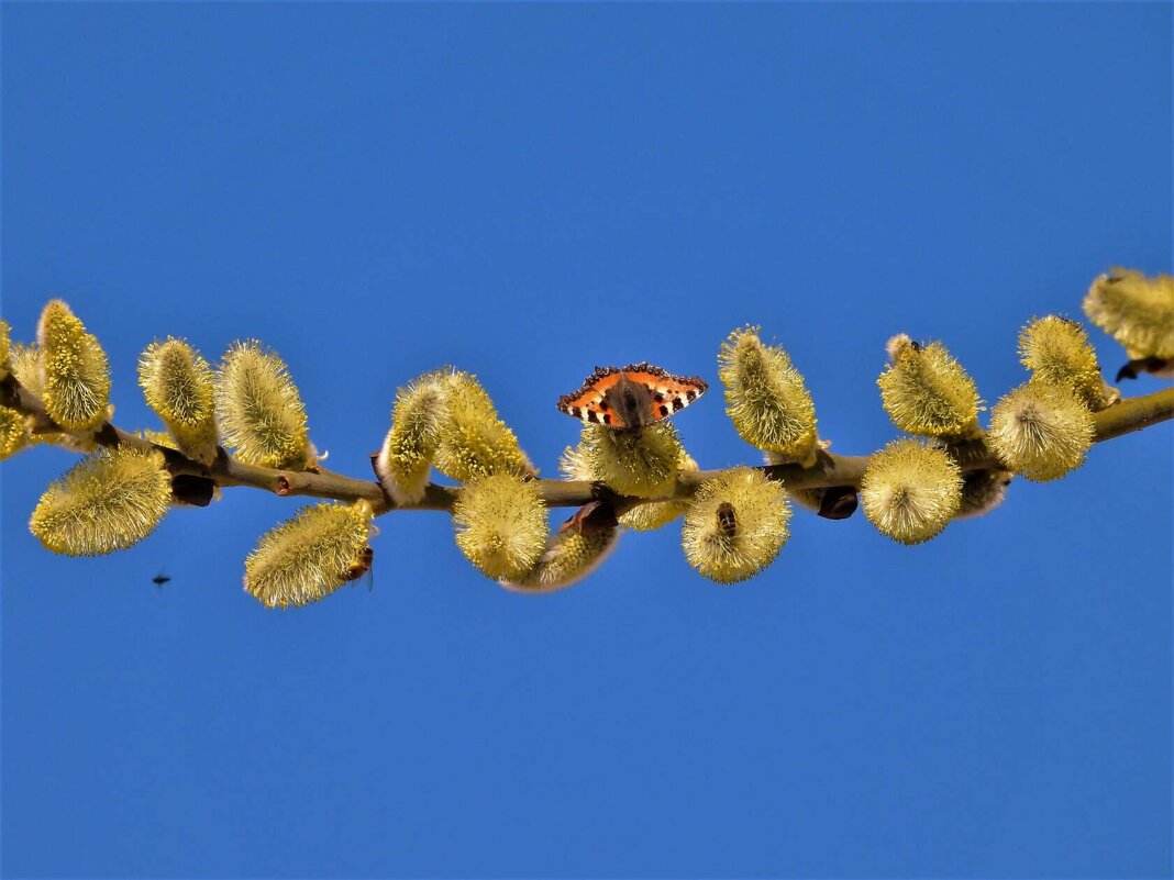 Весна - Ольга Митрофанова