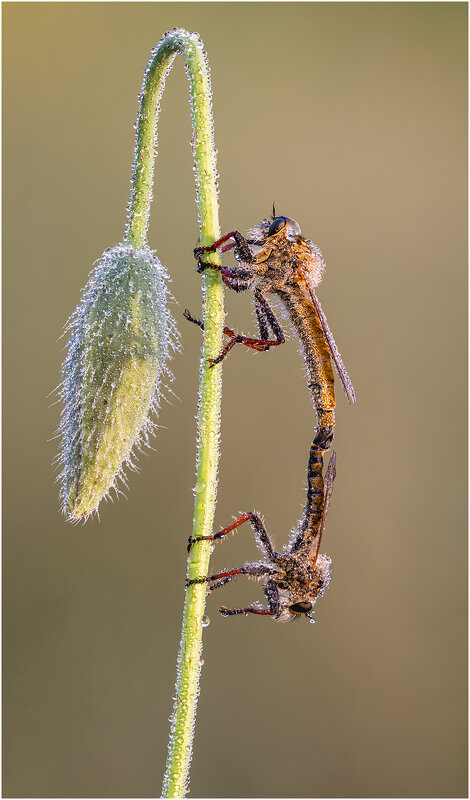 Ктырь.Robber Fly - Александр Григорьев Ктырь.Robber Fly - Александр Григорьев