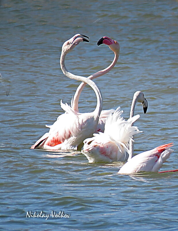 Фламинго-2 - Николай Волков