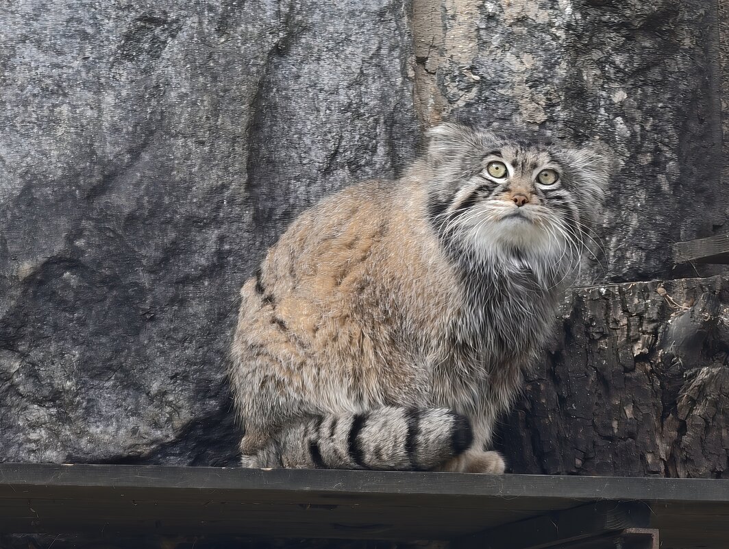 Манул Тимофей - <<< Наташа >>> Манул Тимофей - <<< Наташа >>>