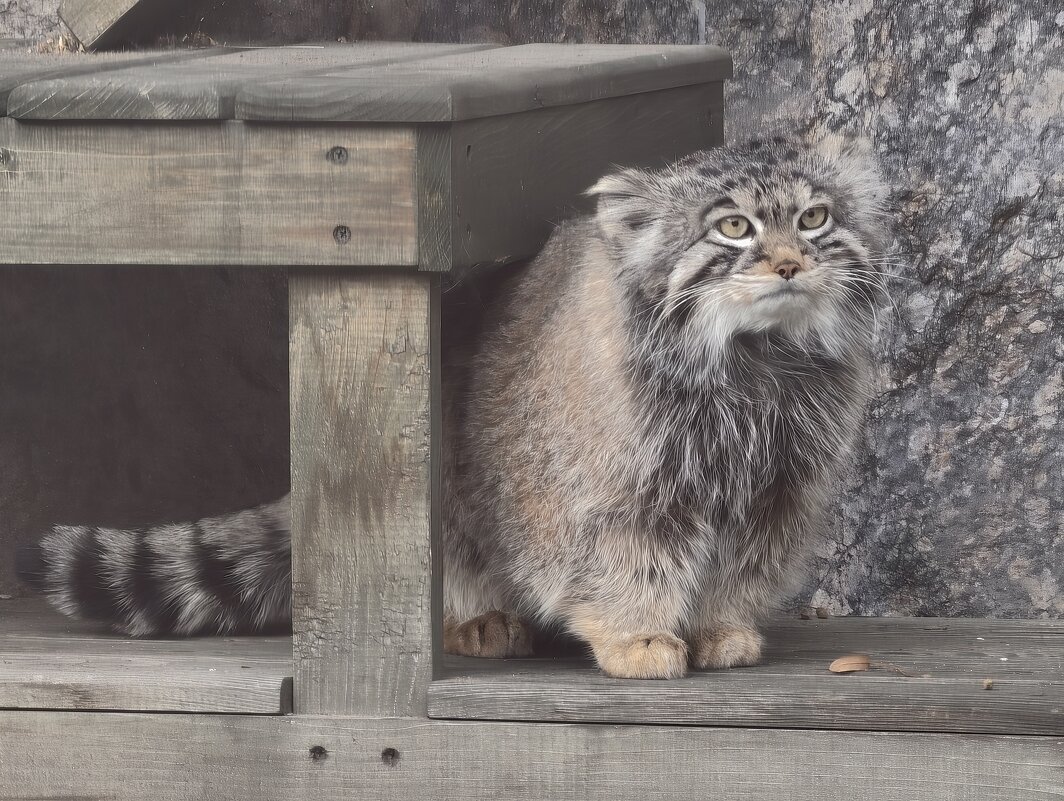 Манул Тимофей - <<< Наташа >>> Манул Тимофей - <<< Наташа >>>