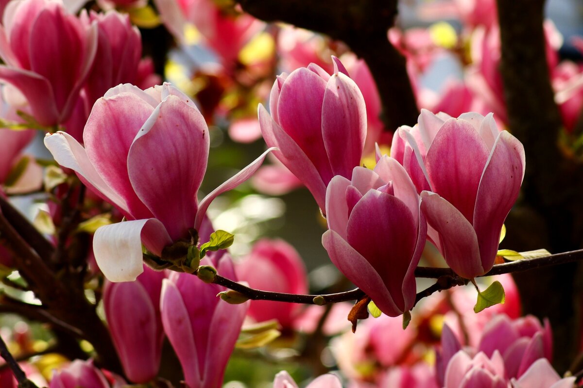 Магнолиевый рай - Юрий. Шмаков