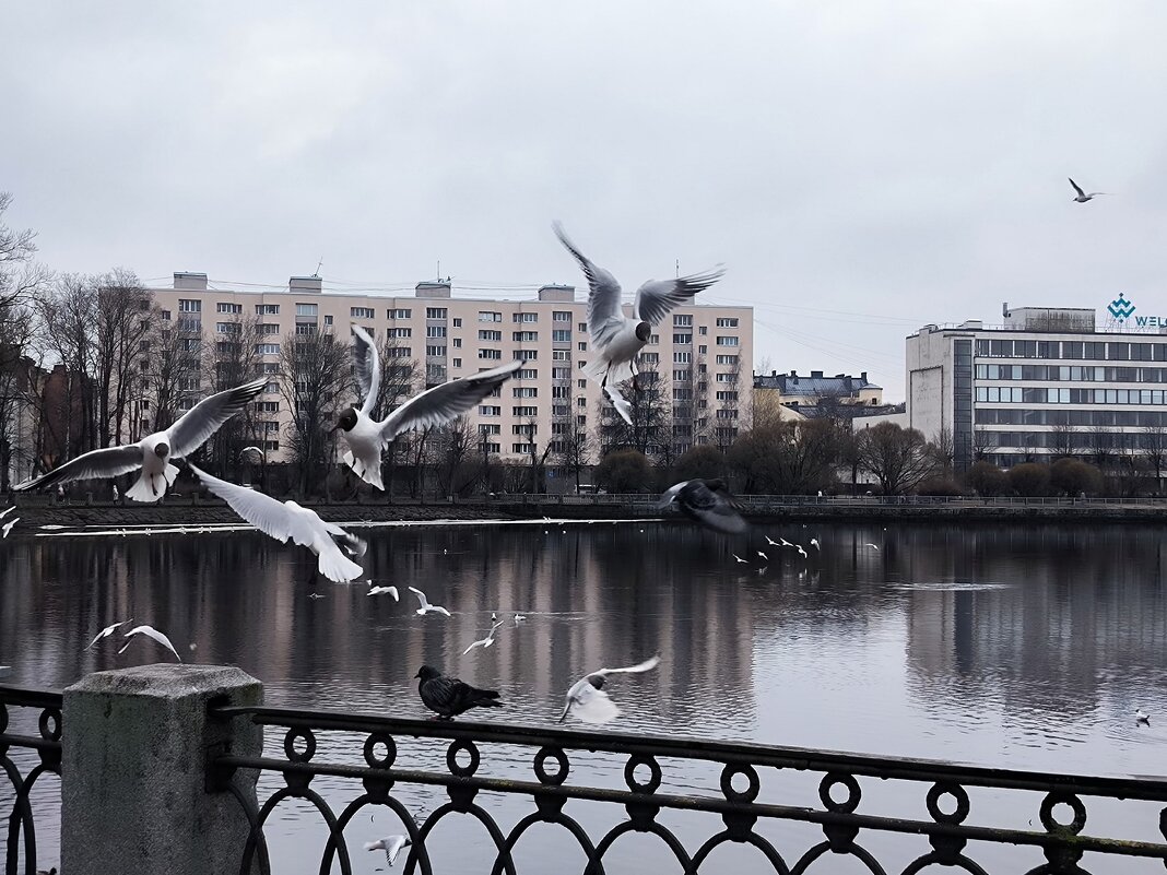 Выборгские чайки. - Ольга 