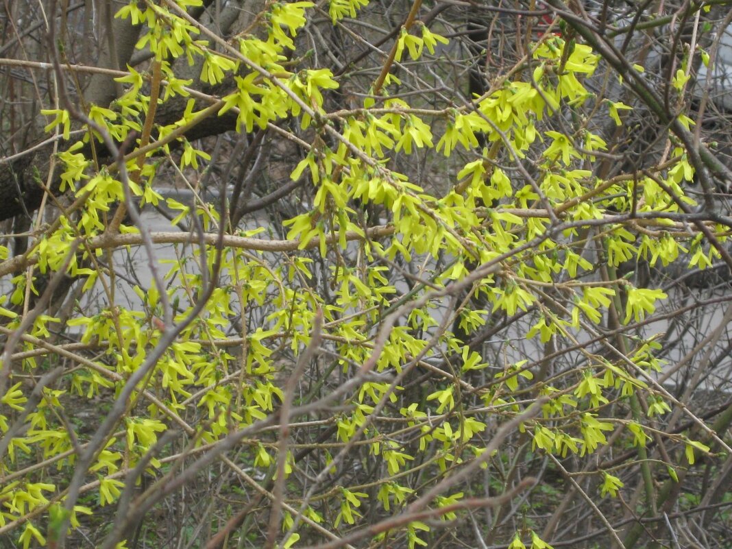 Расцвела форзиция - Дмитрий Никитин