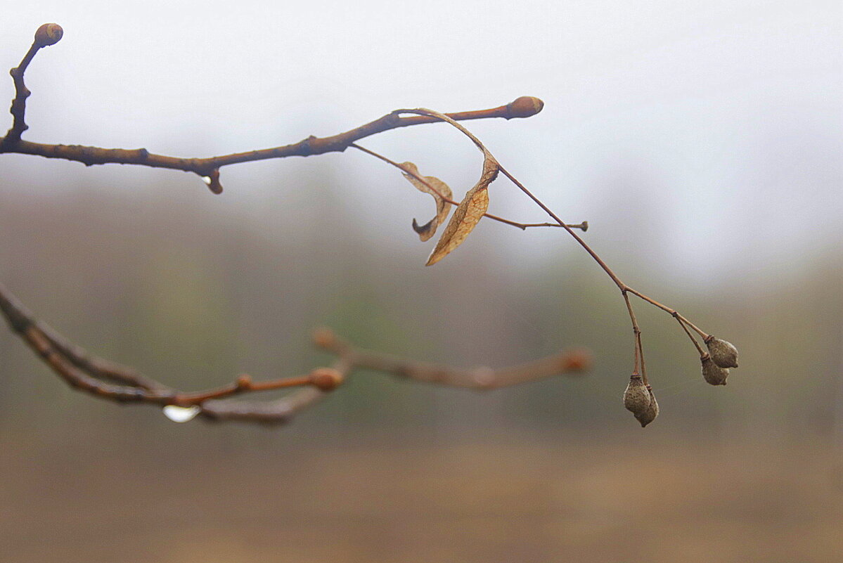 Липовые орешки. - Вячеслав. Синицын
