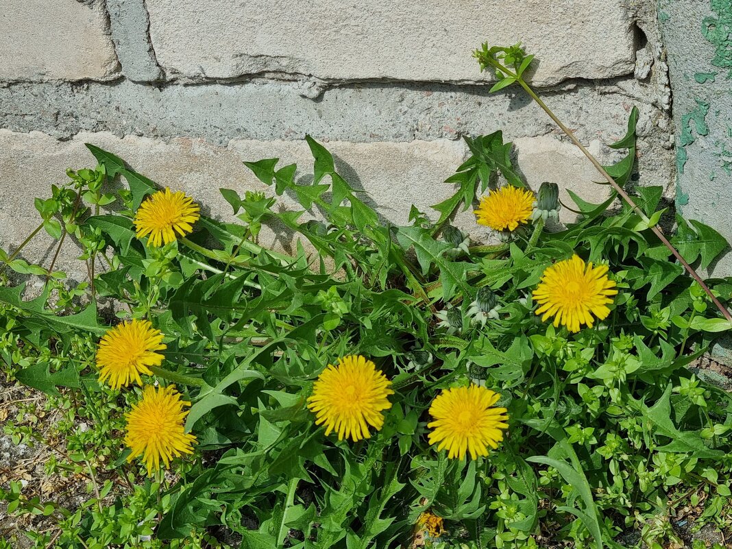 А вот и одуванчики! - Наталья 