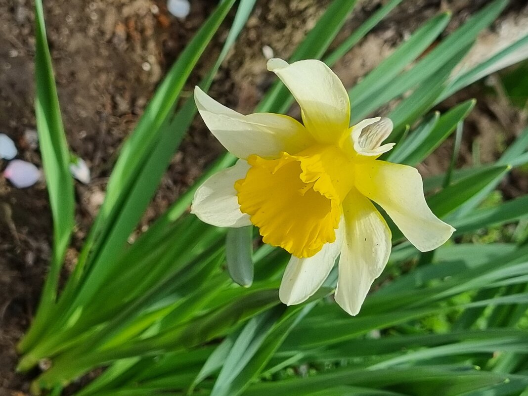 Мысленный полет - Наталья 