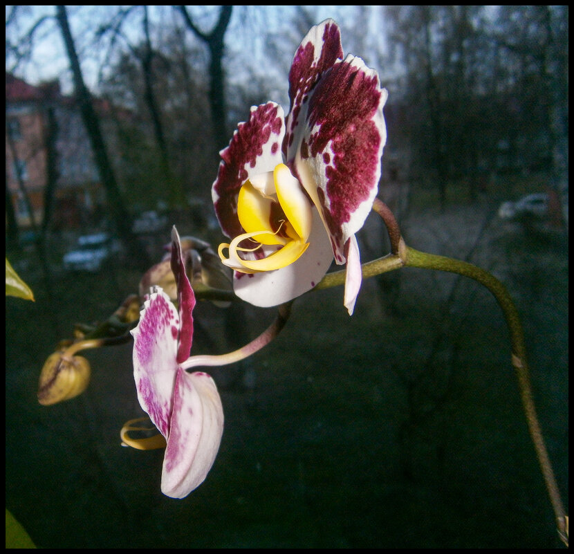 Красота - Sergei Vikulov Красота - Sergei Vikulov