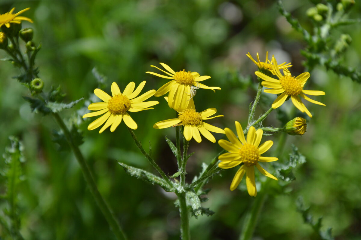 Весной радуют даже сорняки...Крестовник обыкновенный... - Надежда Куркина 