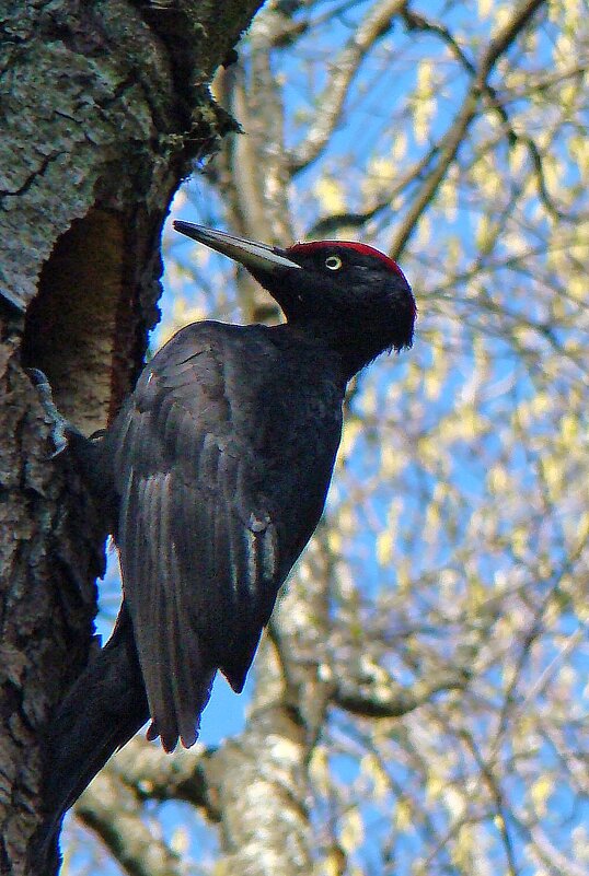 черный дятел - gawrilа - dan