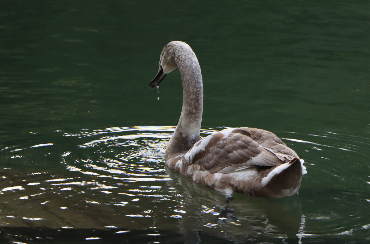 Гадкий утёнок... - Дмитрий А
