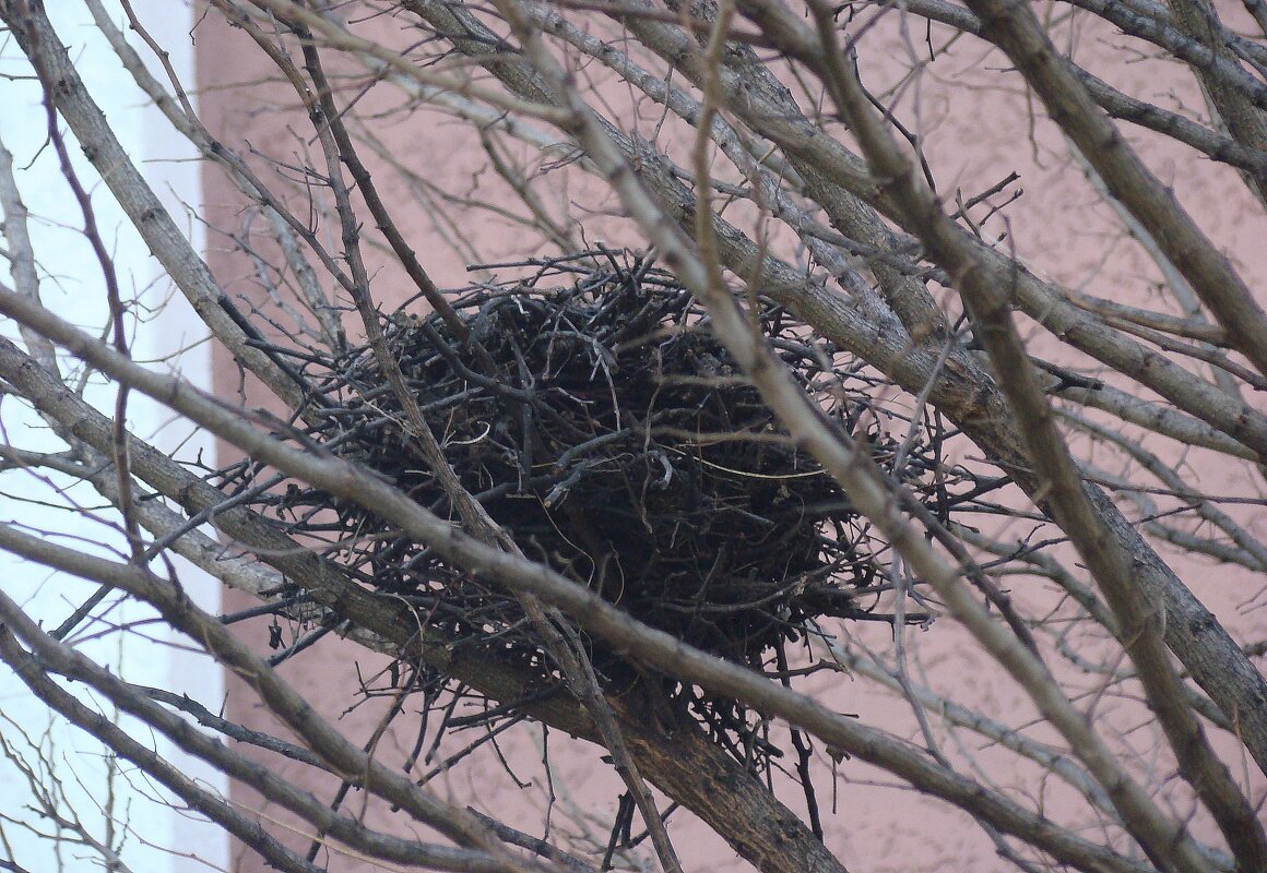 "Всего и надо, что вглядеться..." Ю.Левитанский - Syntaxist (Светлана)
