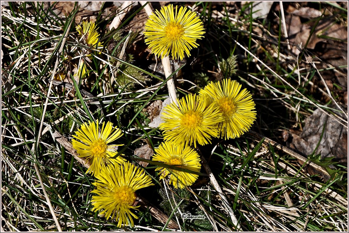 Про апрель... - Aquarius - Сергей Про апрель... - Aquarius - Сергей