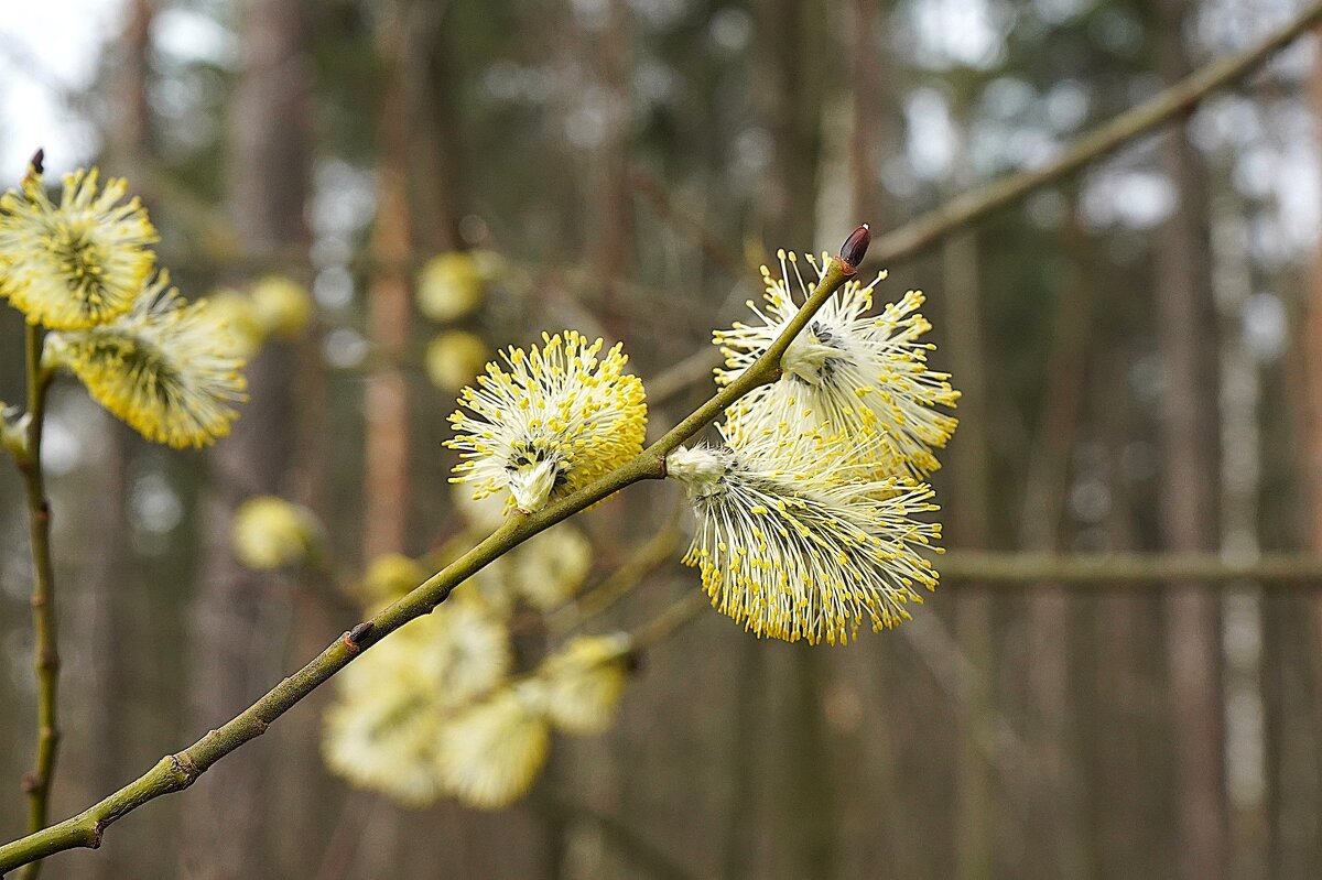 Весенние украшения - Татьяна Тюменка Весенние украшения - Татьяна Тюменка