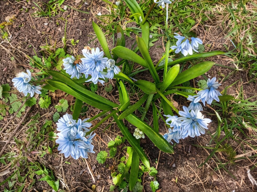 Пушкиния пролесковидная - Veera V